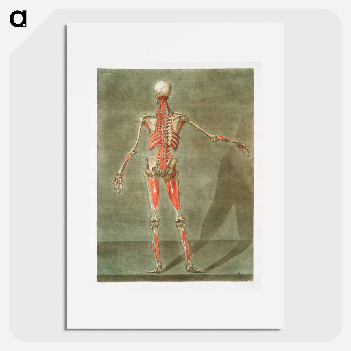 This fascinating collection of anatomical illustrations - アルノルド エロイ ゴーティエ ダゴティ Poster.