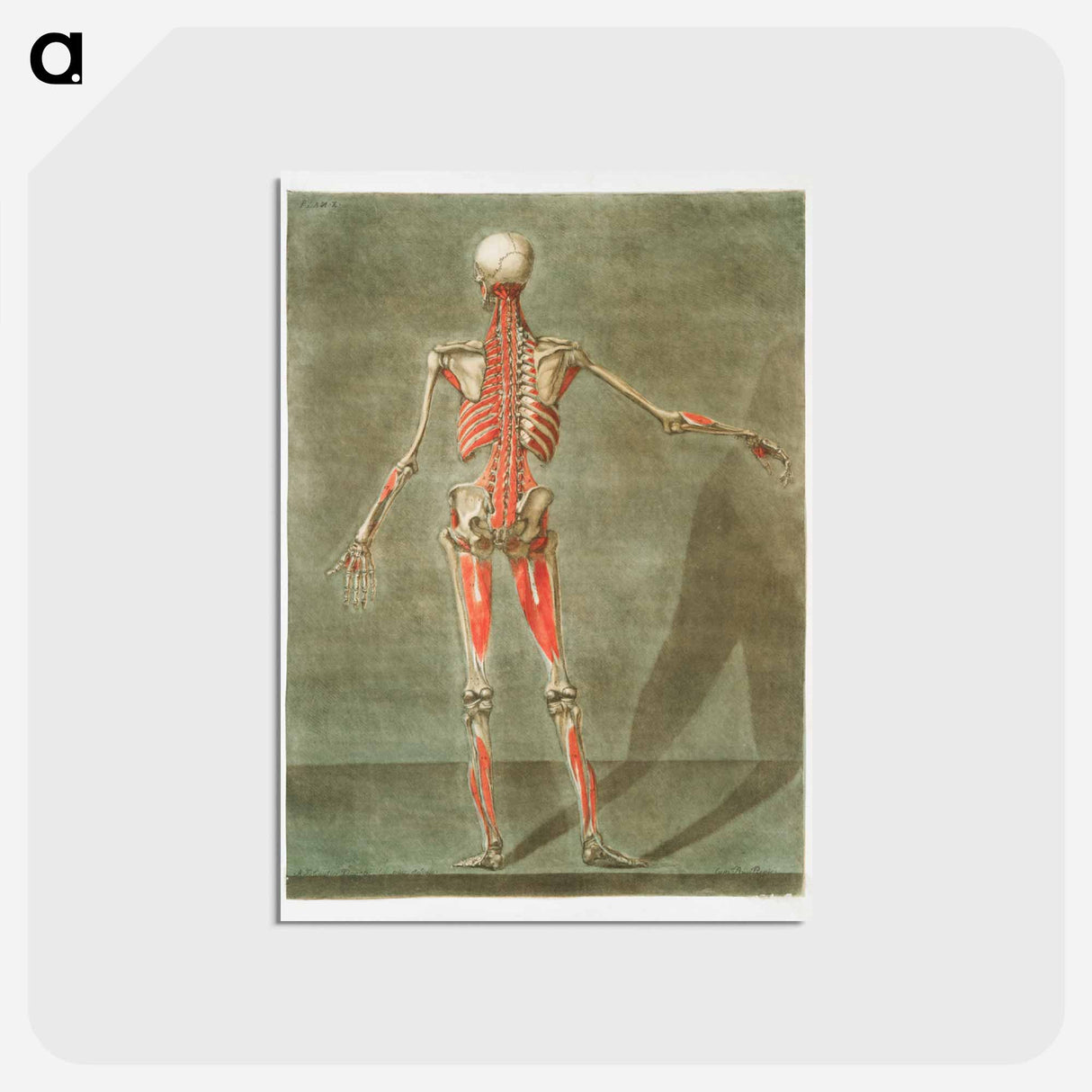 This fascinating collection of anatomical illustrations - アルノルド エロイ ゴーティエ ダゴティ Postcard.