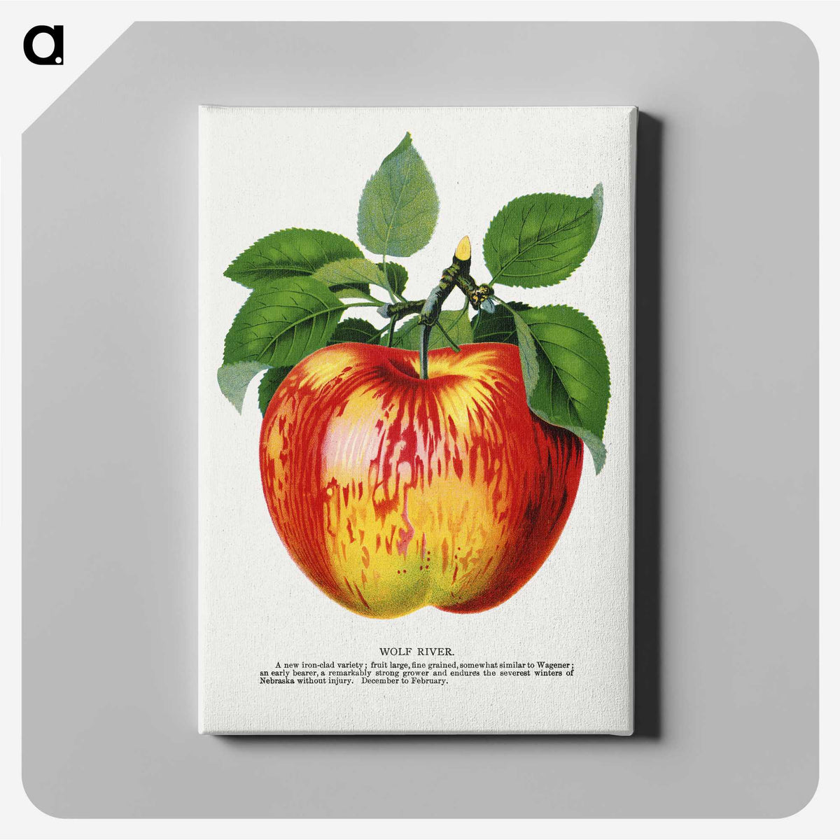 1-10_Botanical-Specimen-Plates_canvas