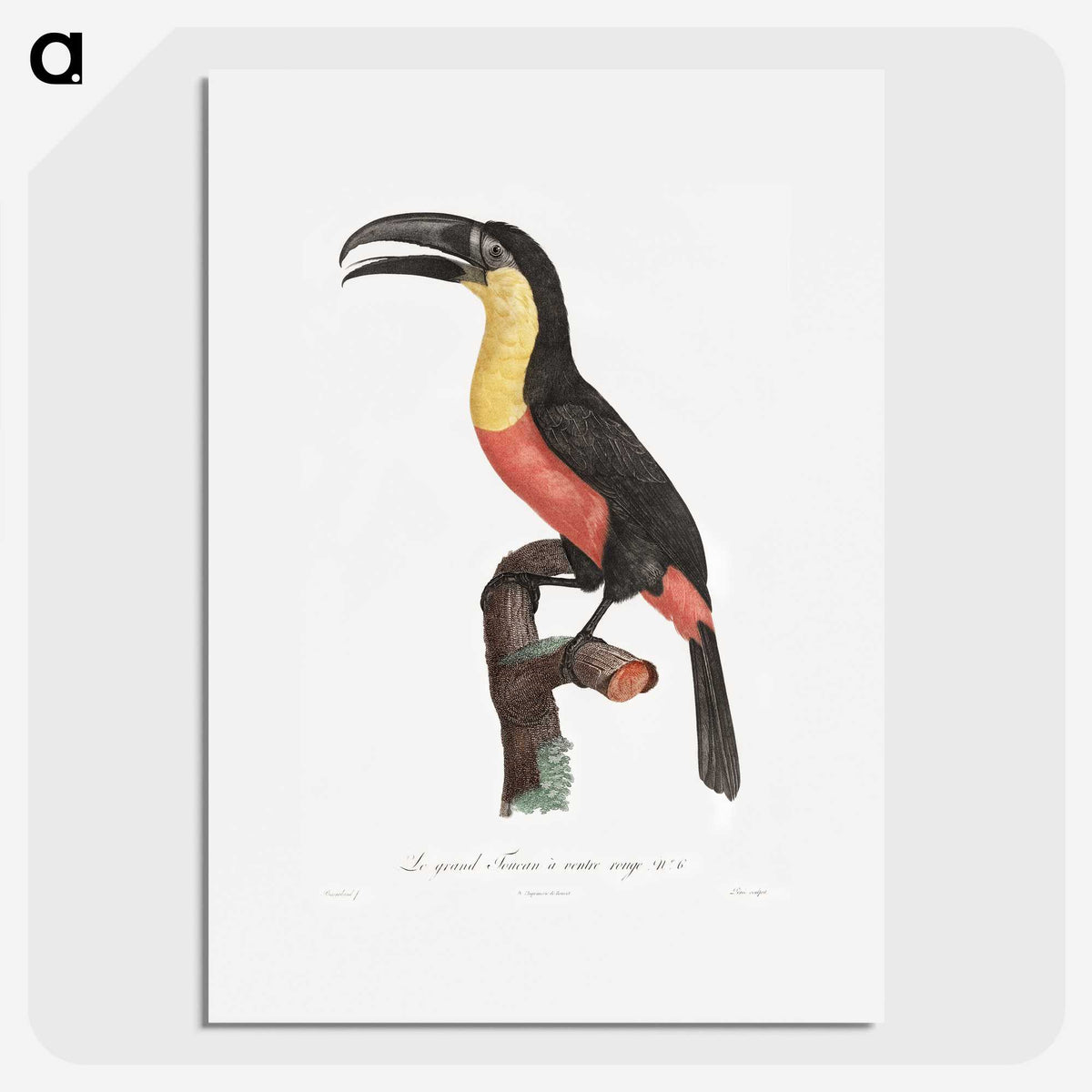 1-10_Des-Oiseaux-de-Paradis_picture