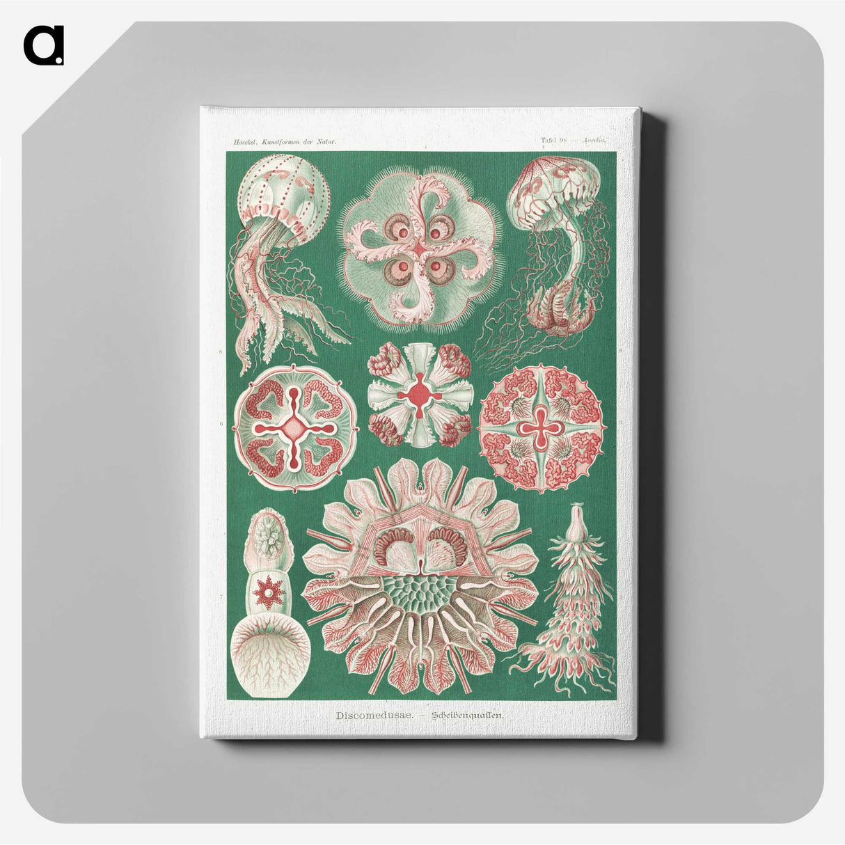 1-10_Ernst-Haeckel_canvas