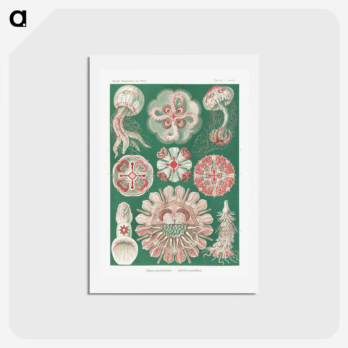 1-10_Ernst-Haeckel_hagaki
