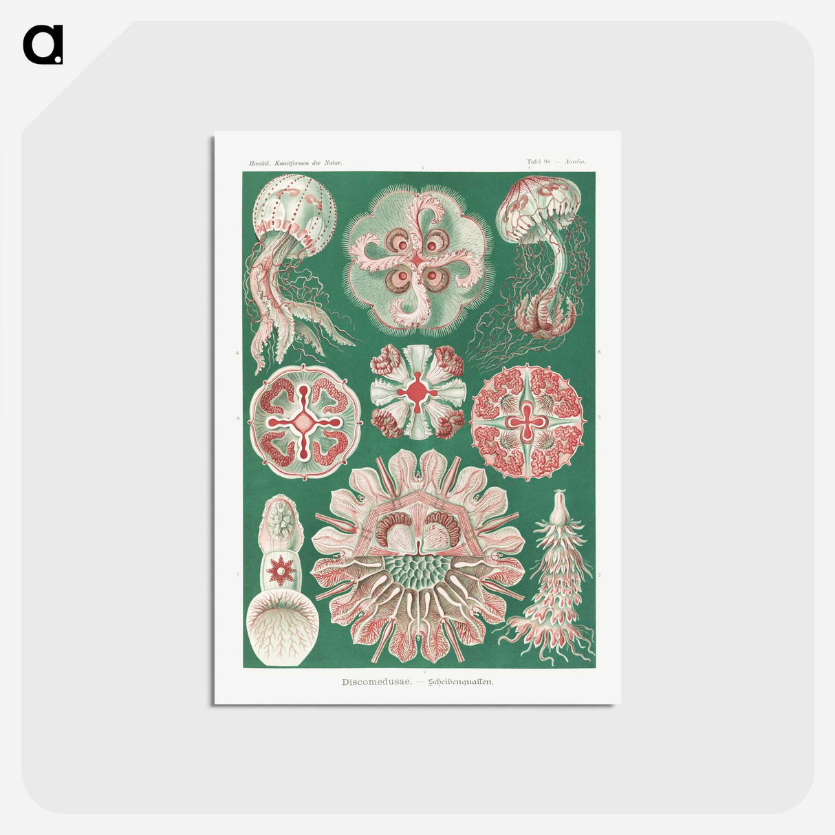 1-10_Ernst-Haeckel_postcard