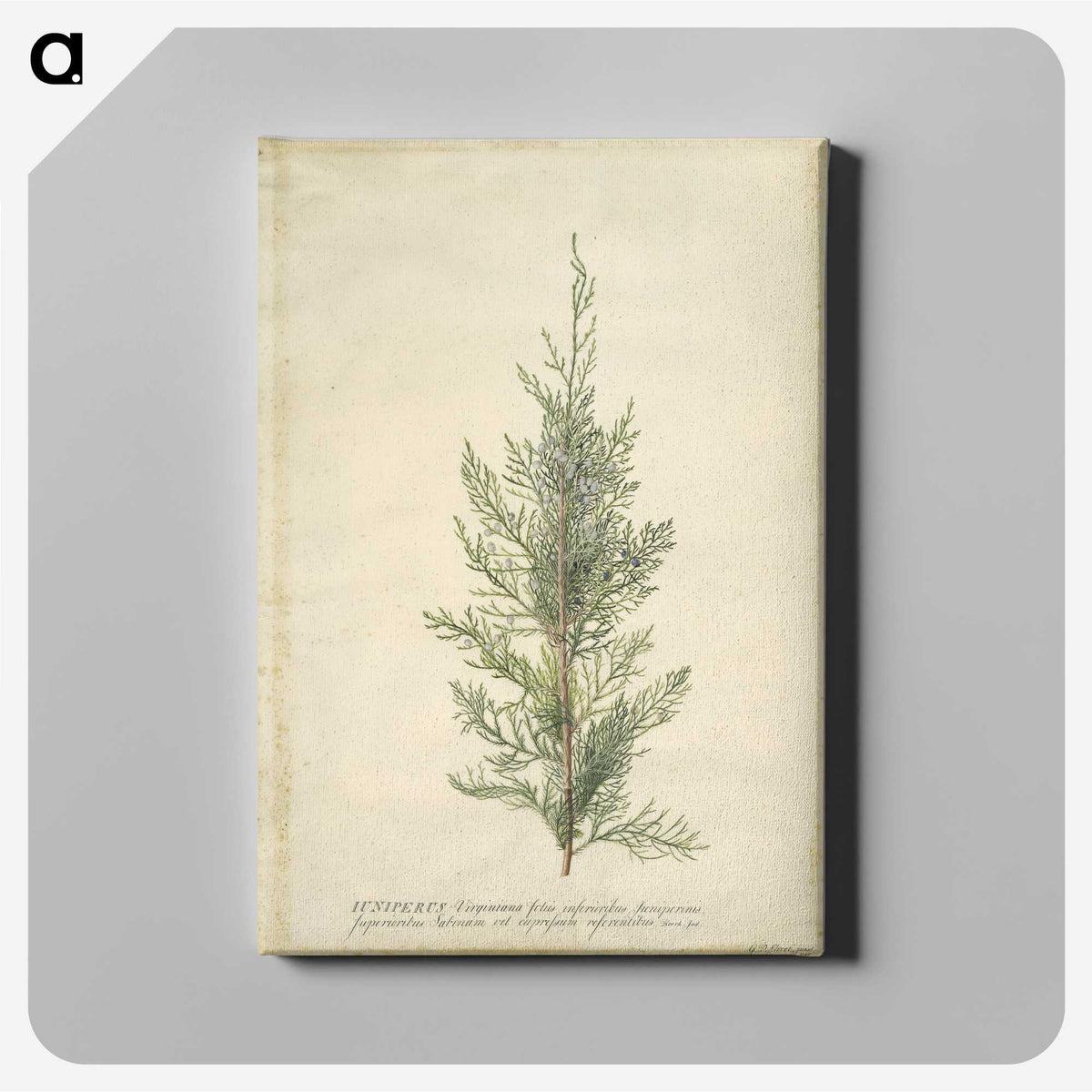 1-10_Georg-Dionysius-Ehret_canvas