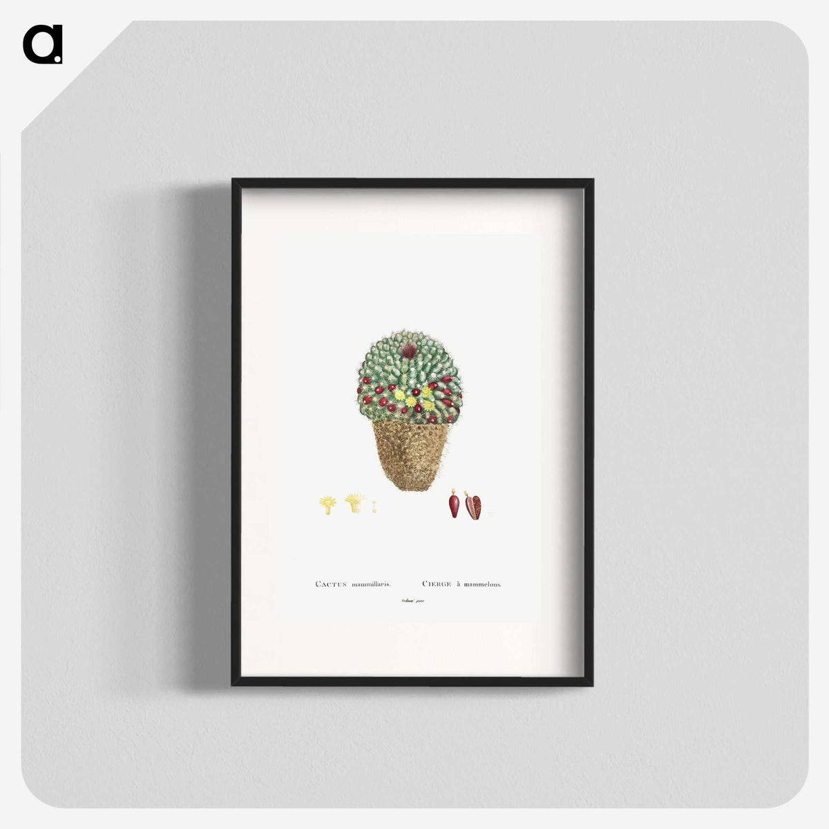 1-10_Histoire-des-Plantes-Grasses_blk