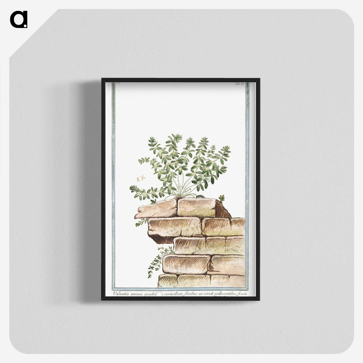 1-10_Hortus-Romanus-Botanical-Plates_blk-crop