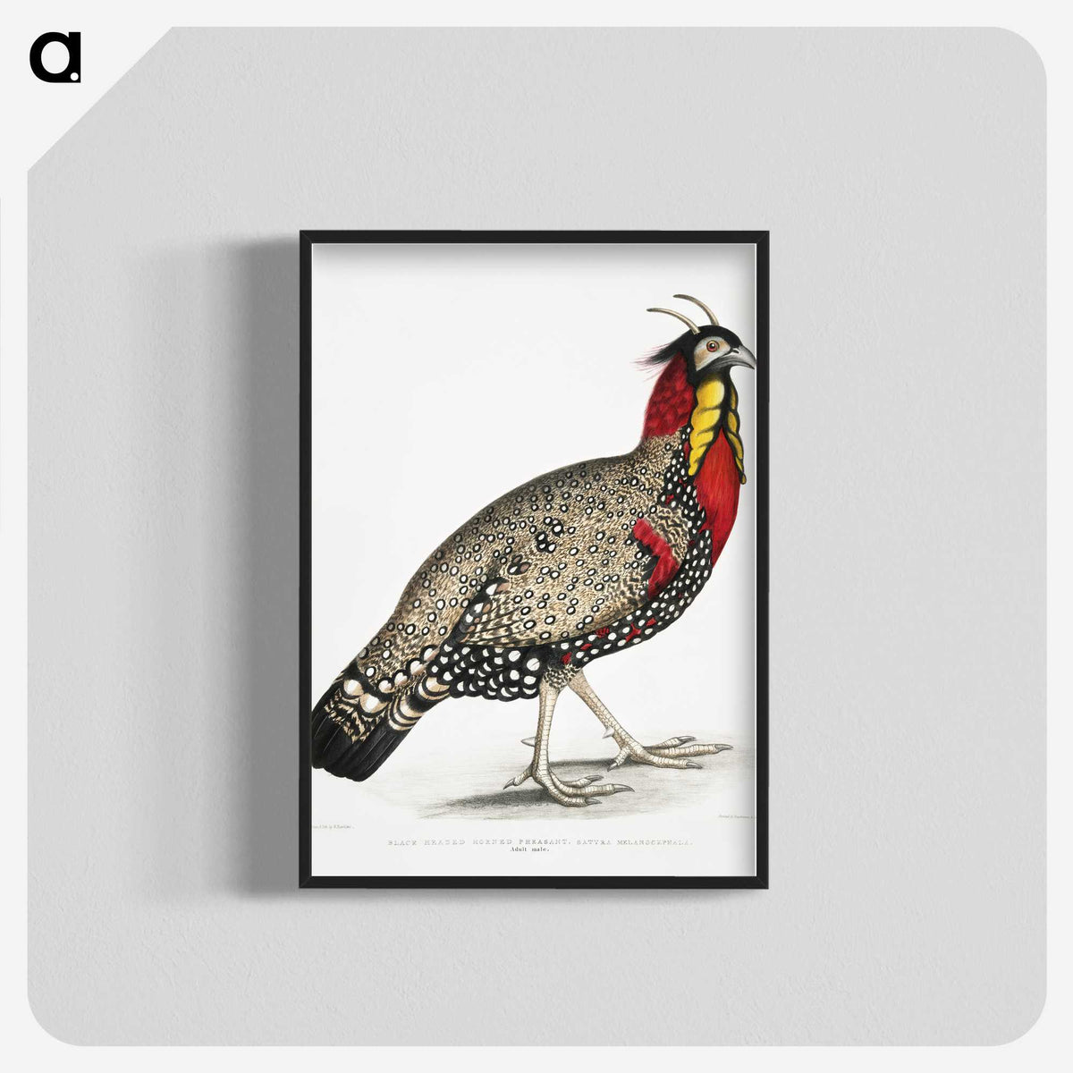 1-10_Indian-Zoology_blk-crop