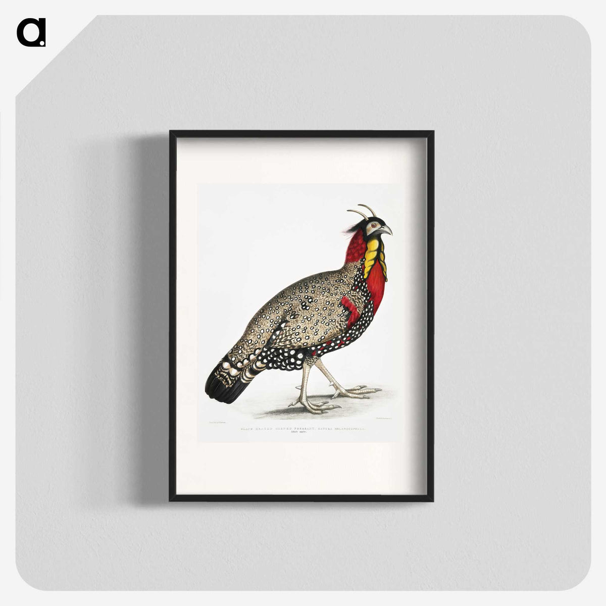 1-10_Indian-Zoology_blk