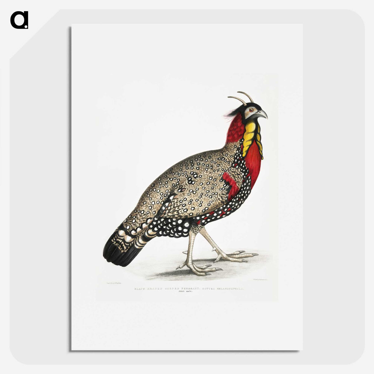 1-10_Indian-Zoology_picture