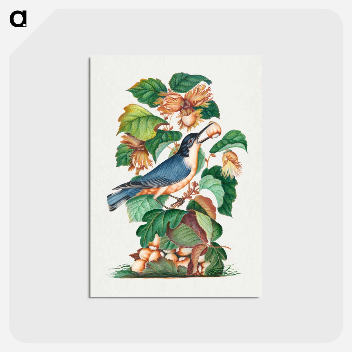 アートポストカード-Beautiful Nuthatch
- ジェームズ ボルトン Postcard.