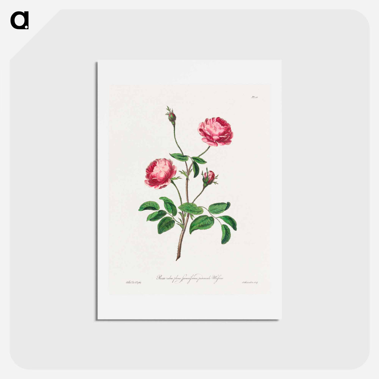 アートポストカード-Rosa rubra plena Spinosissima
- ジョン エドワーズ Postcard.