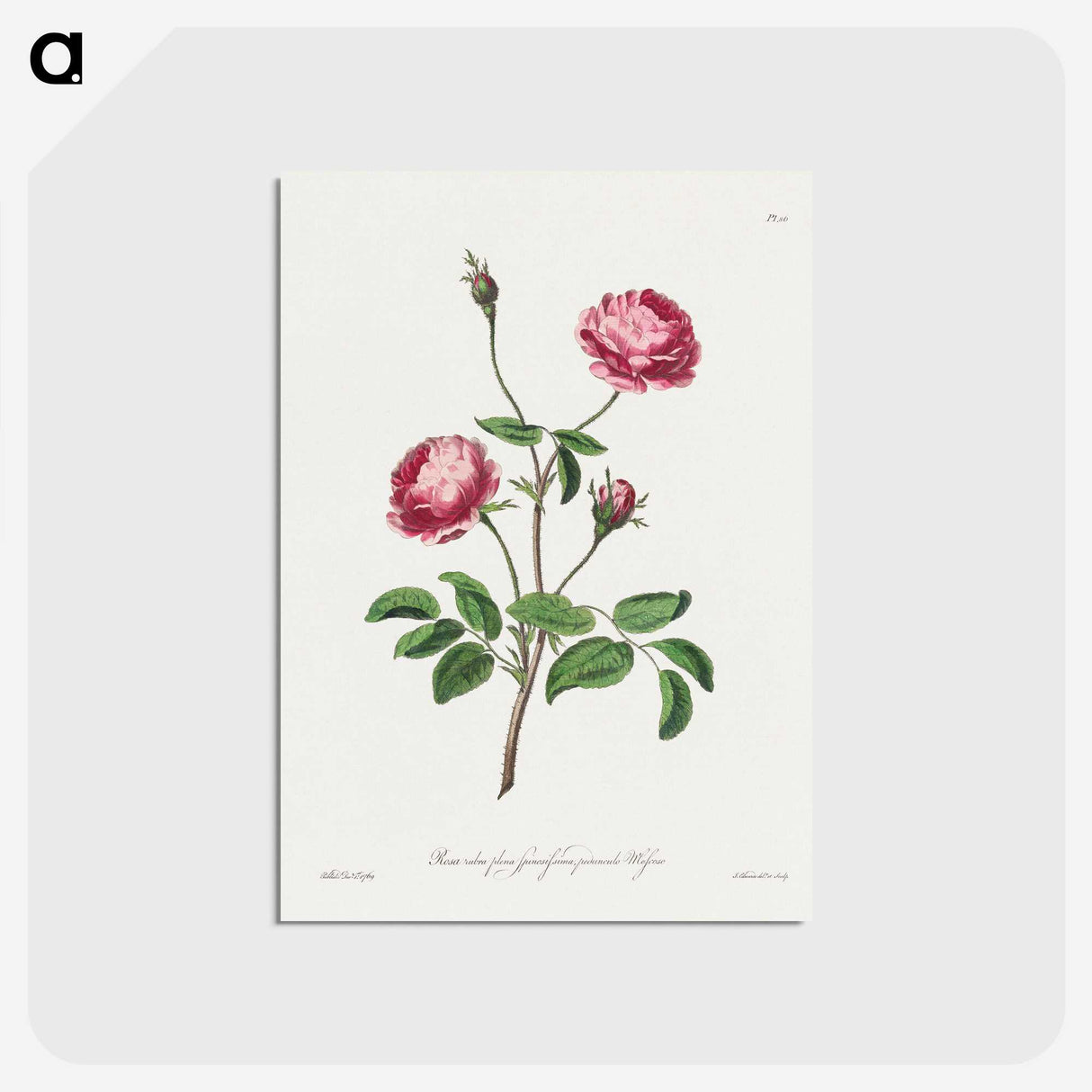 1-10_John-Edwards_postcard