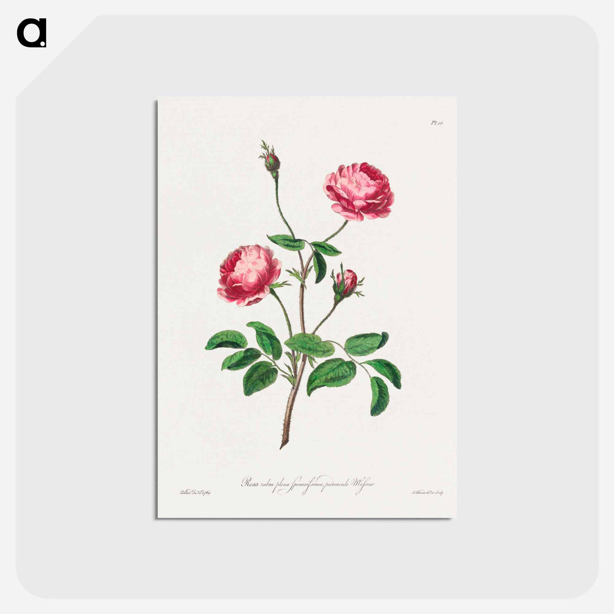 アートポストカード-Rosa rubra plena Spinosissima
- ジョン エドワーズ Postcard.