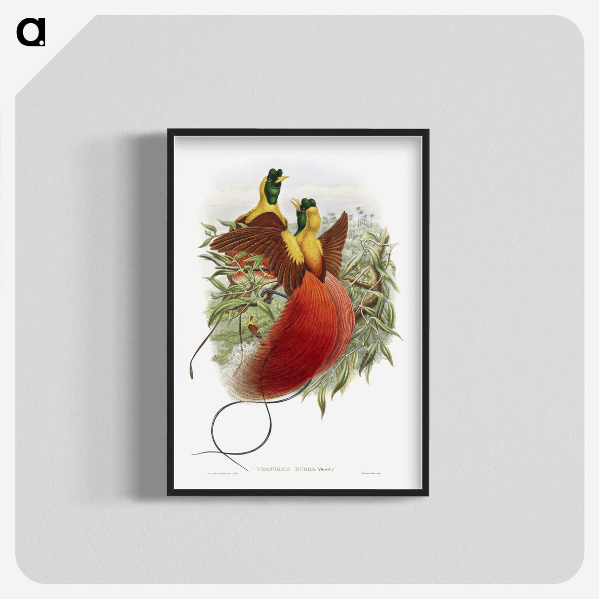 1-10_John-Gould_blk-crop
