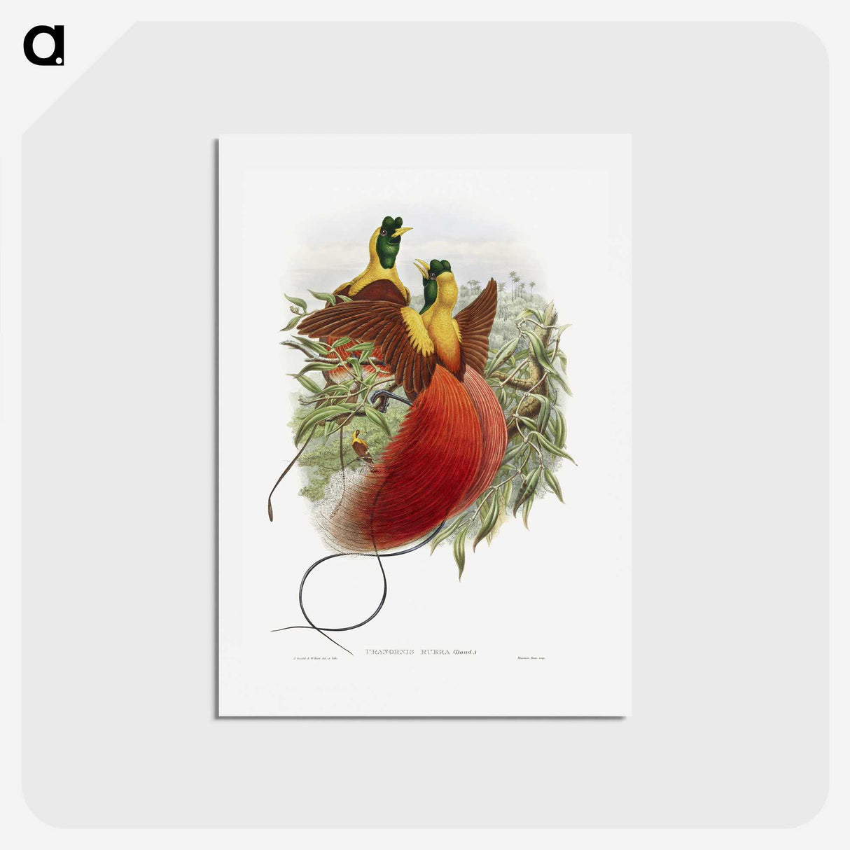 1-10_John-Gould_hagaki