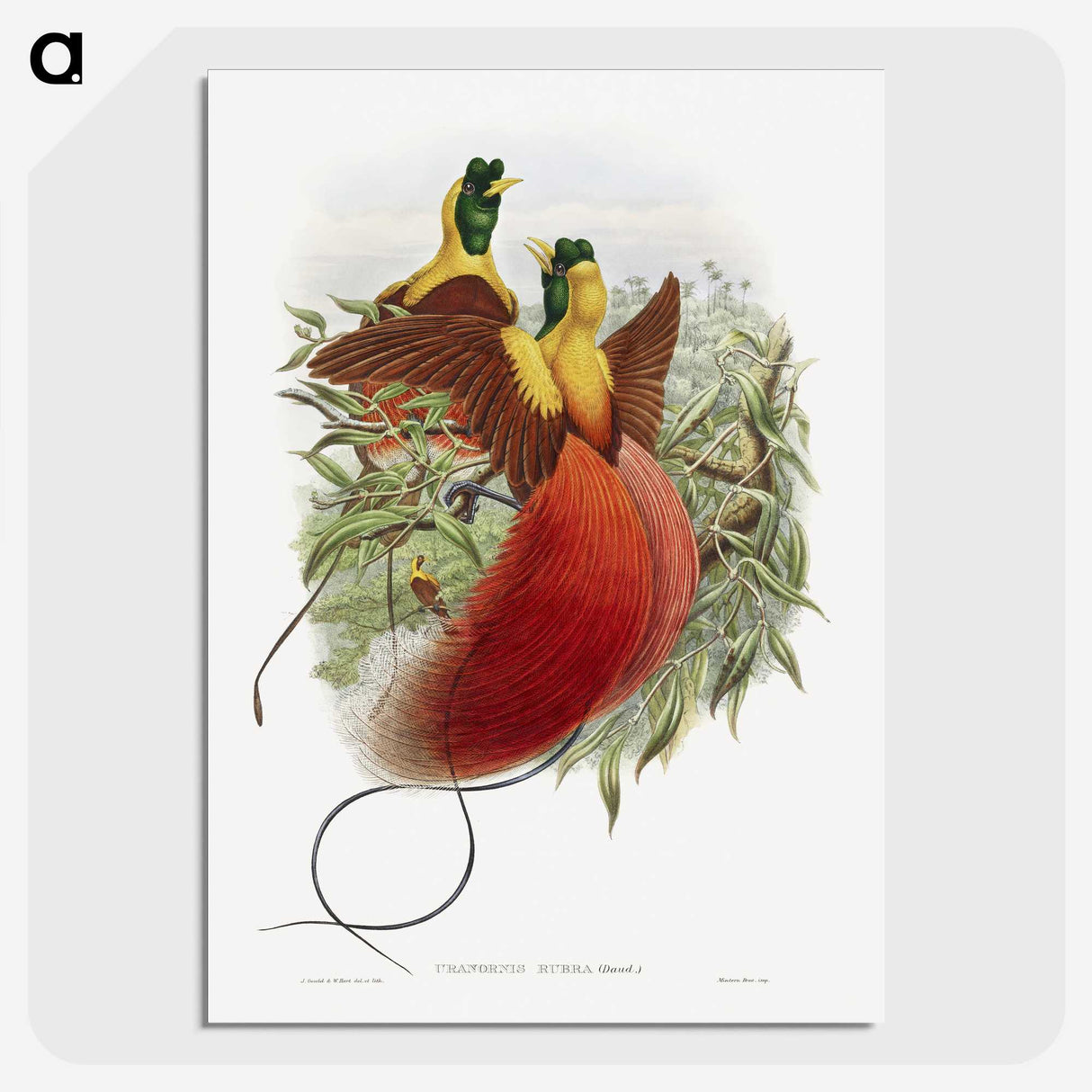 1-10_John-Gould_picture-crop