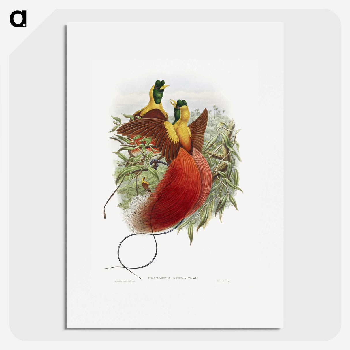 1-10_John-Gould_picture