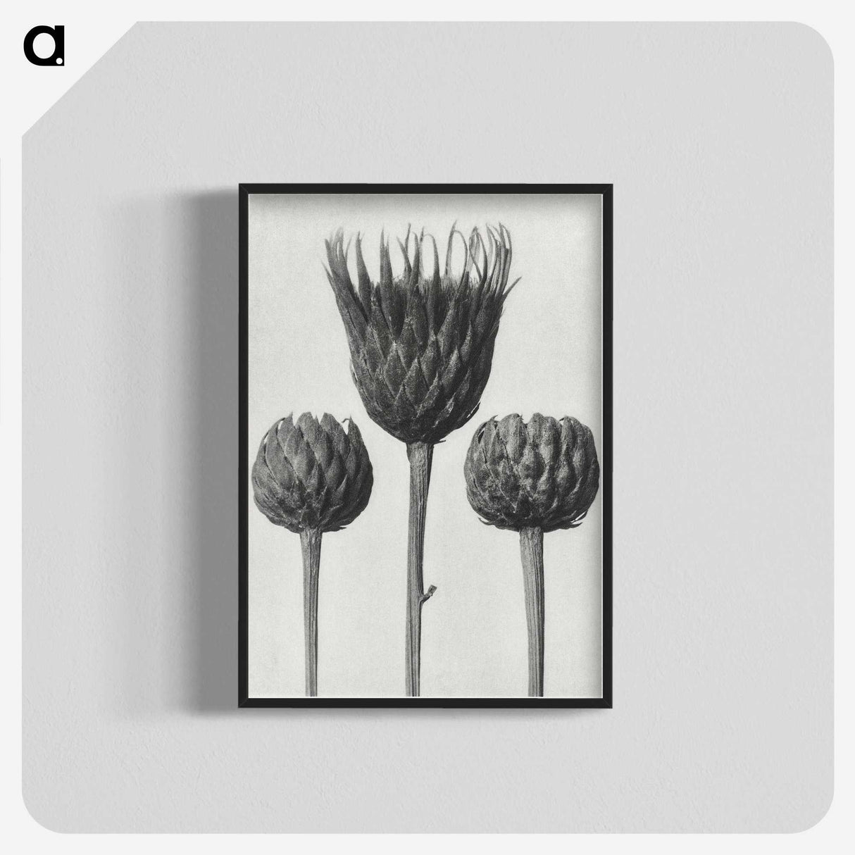 1-10_Karl-Blossfeldt_blk-crop