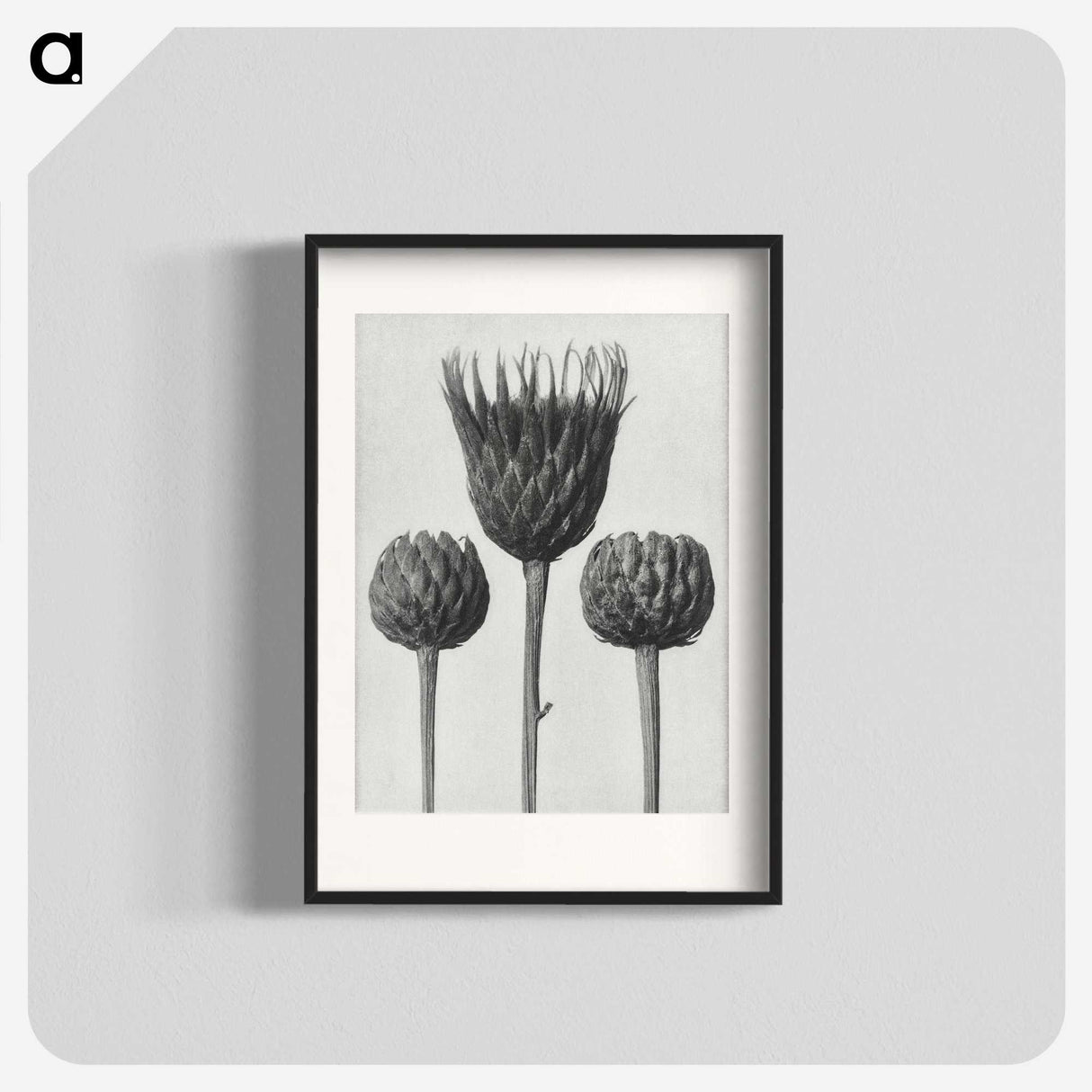 1-10_Karl-Blossfeldt_blk