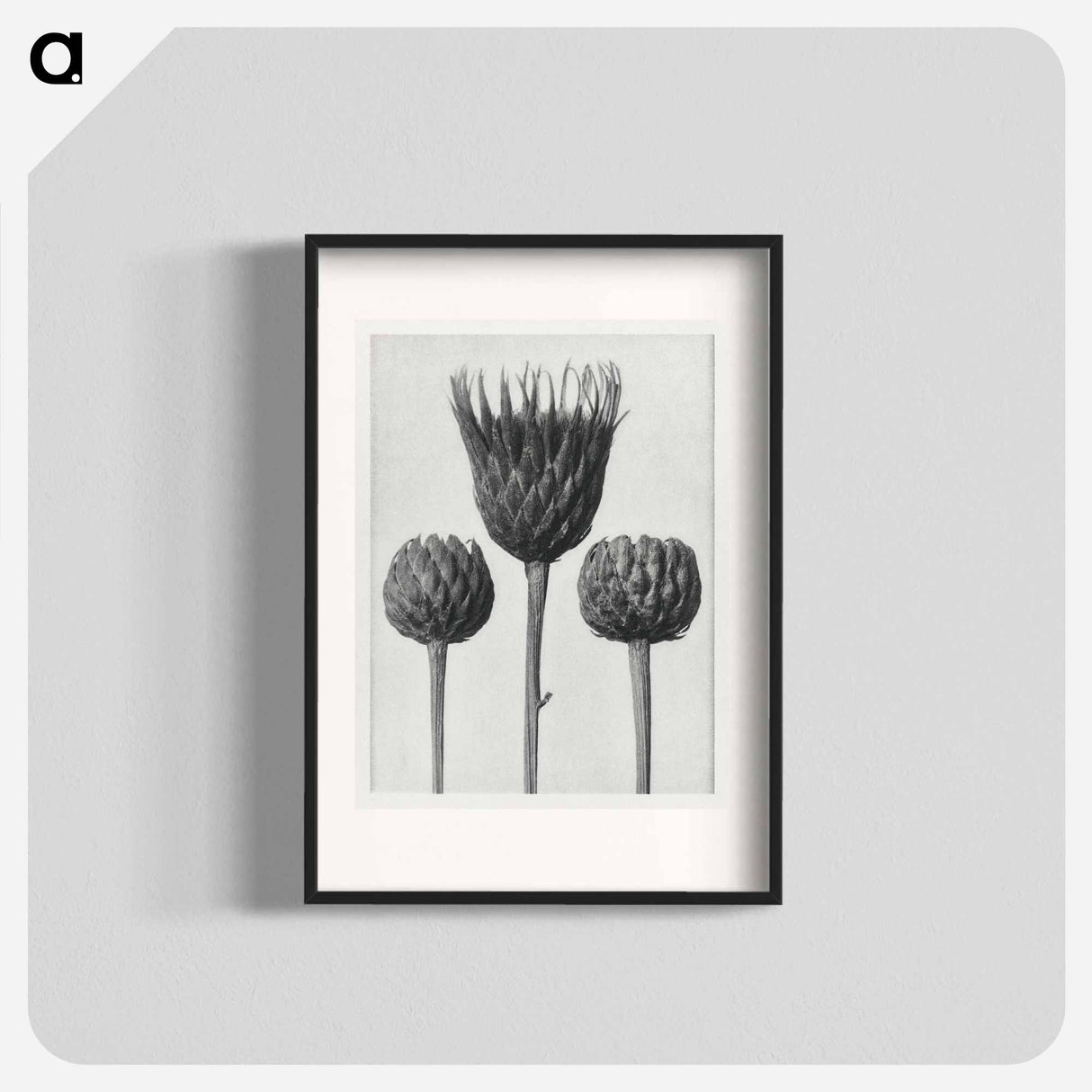 Serratula Nudicaulis - カール ブロスフェルト Poster.