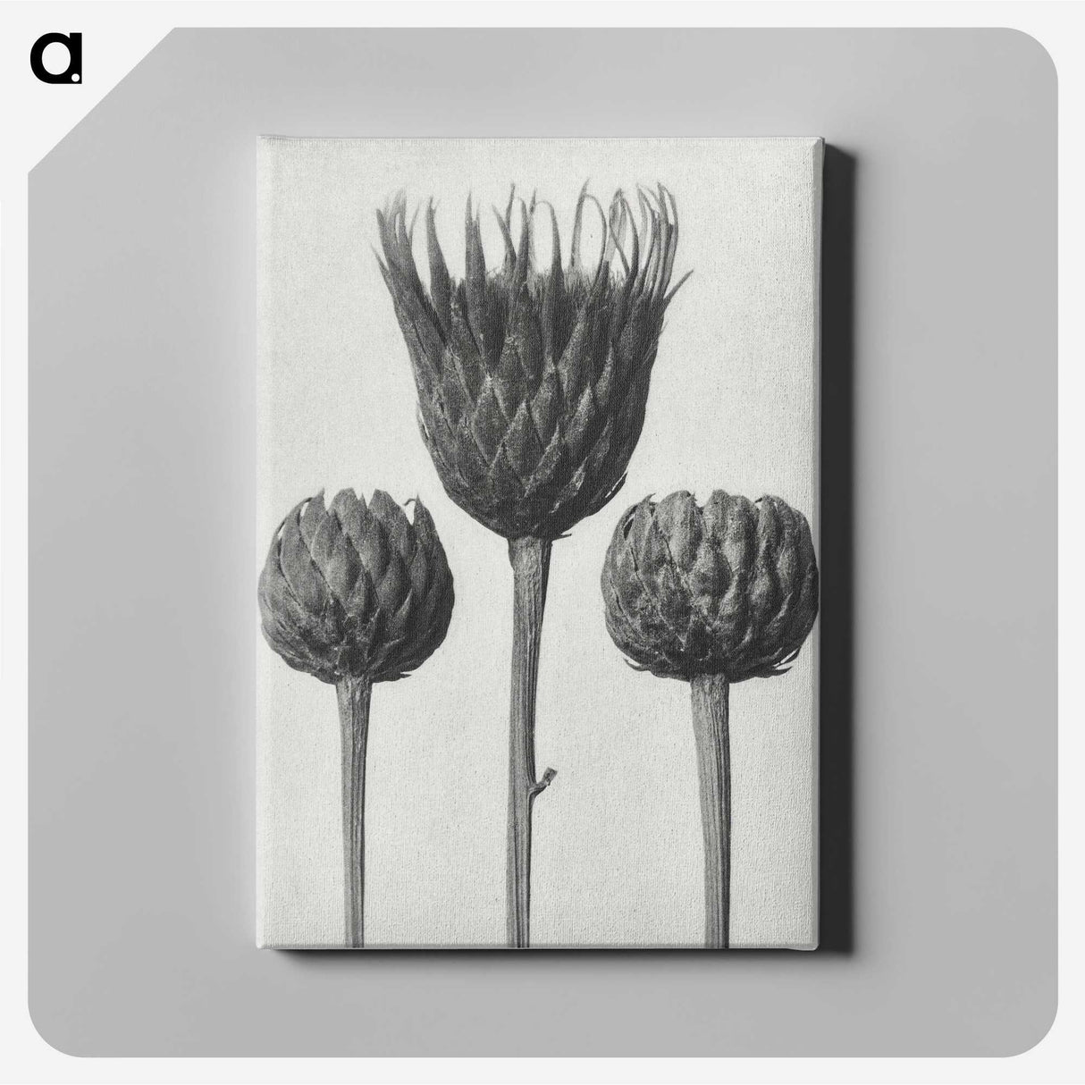 1-10_Karl-Blossfeldt_canvas