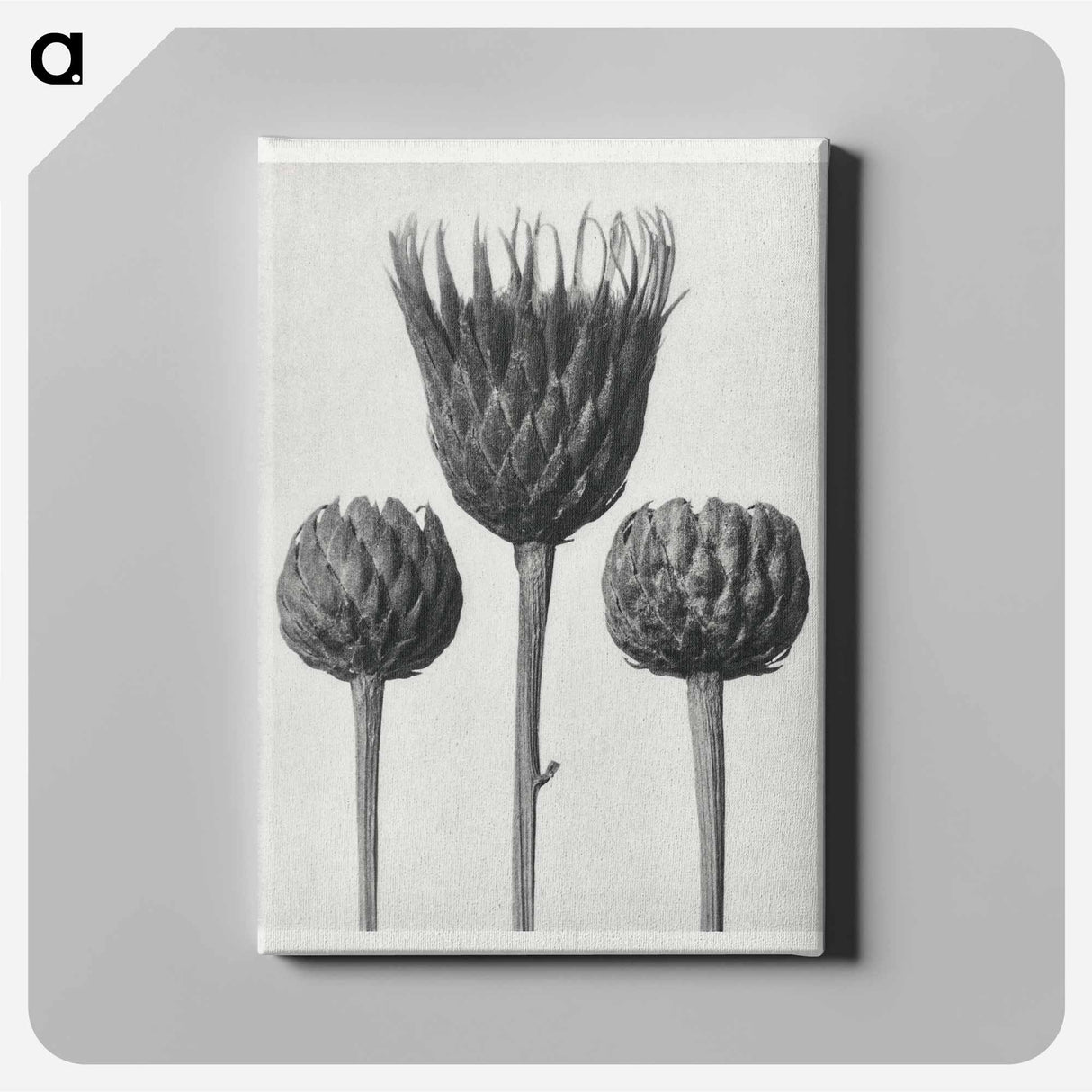 Serratula Nudicaulis - カール ブロスフェルト Canvas.