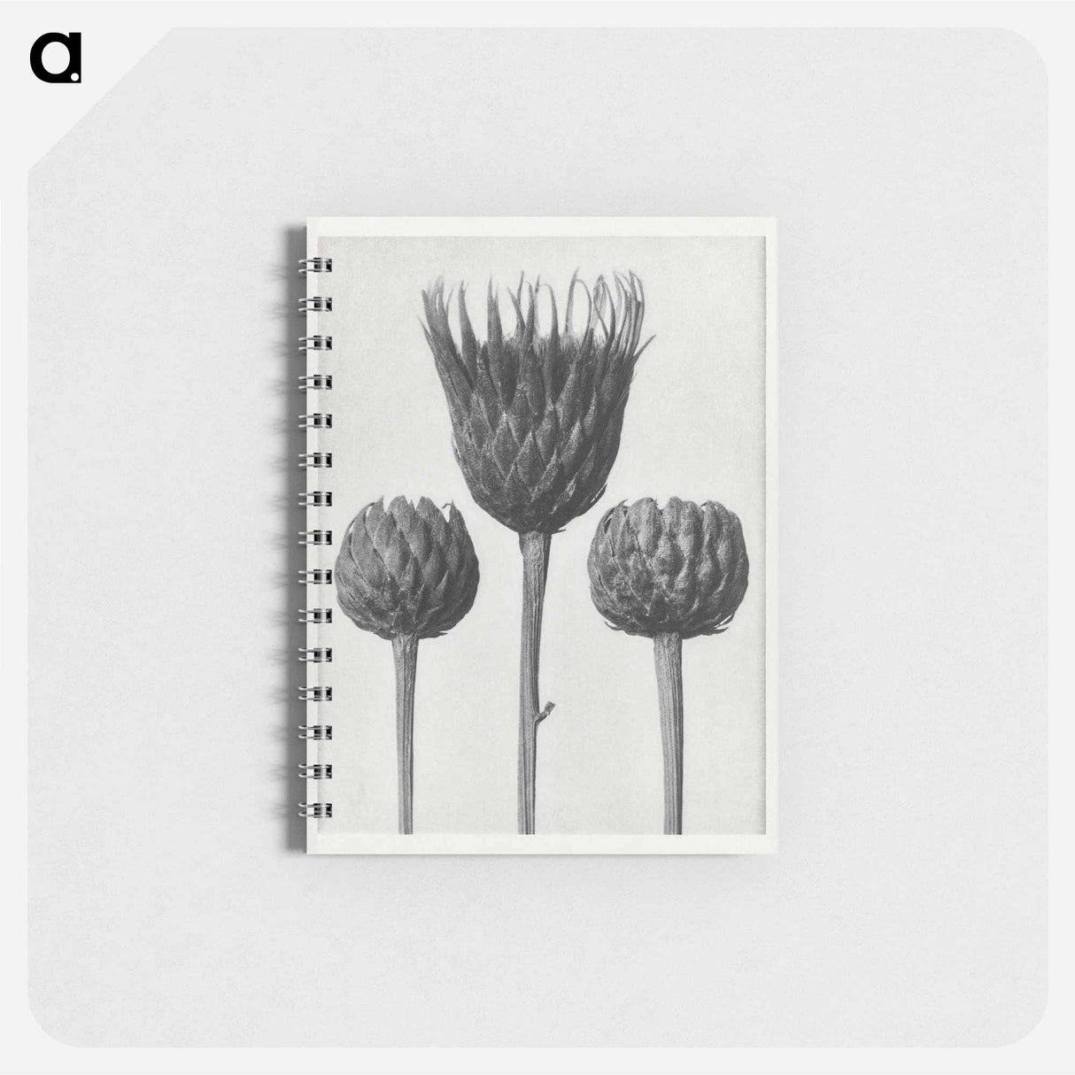 Serratula Nudicaulis - カール ブロスフェルト Memo.