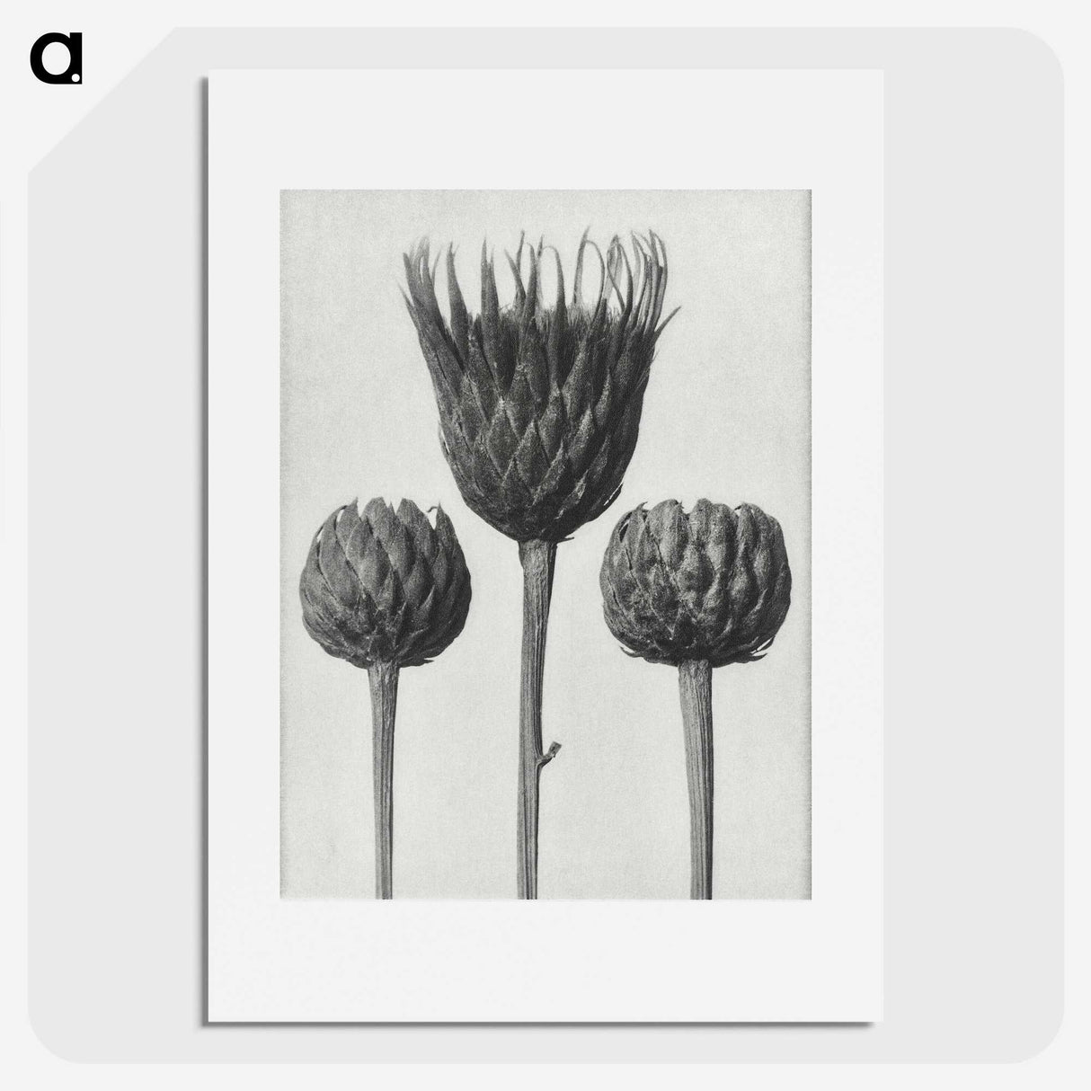 1-10_Karl-Blossfeldt_picture