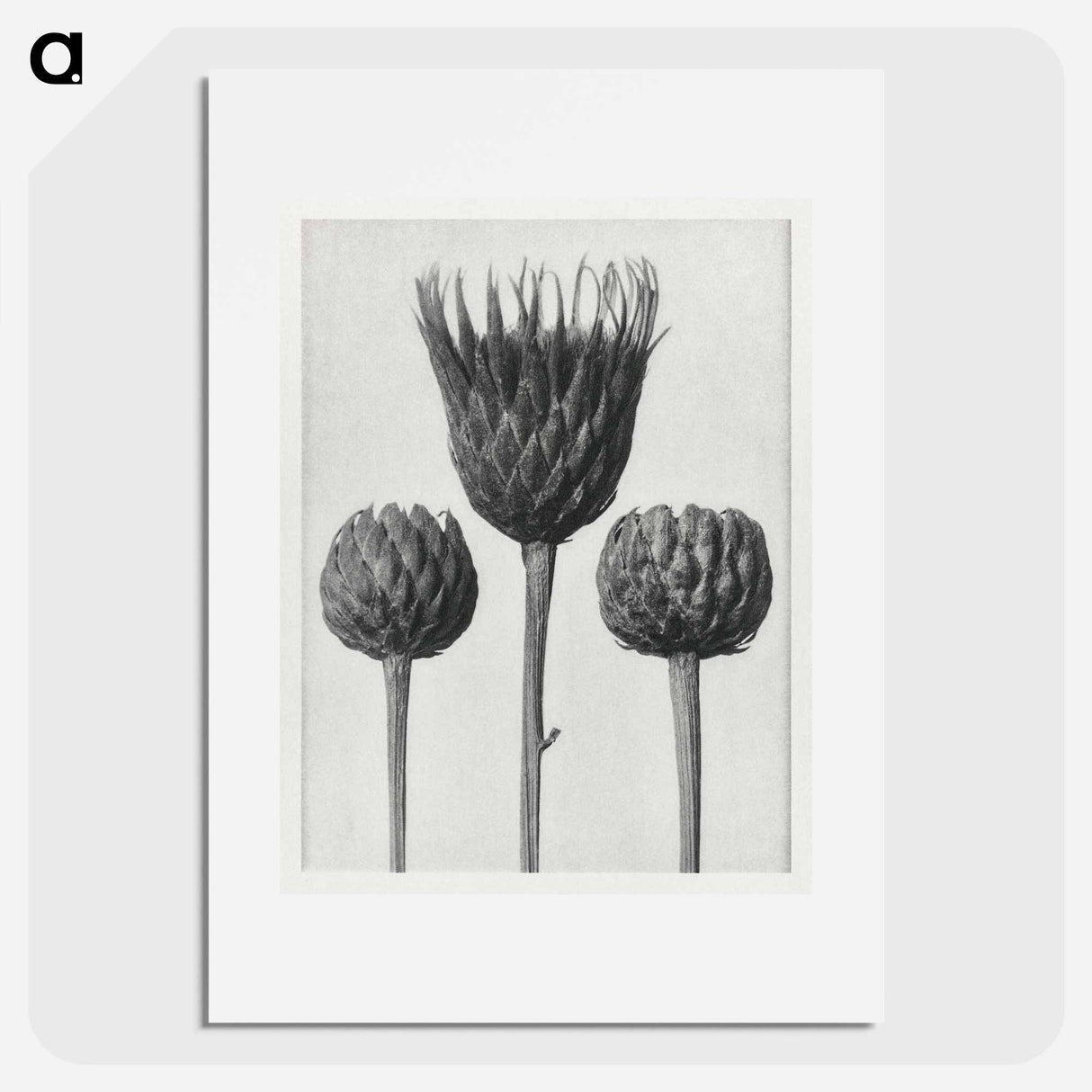 Serratula Nudicaulis - カール ブロスフェルト Poster.