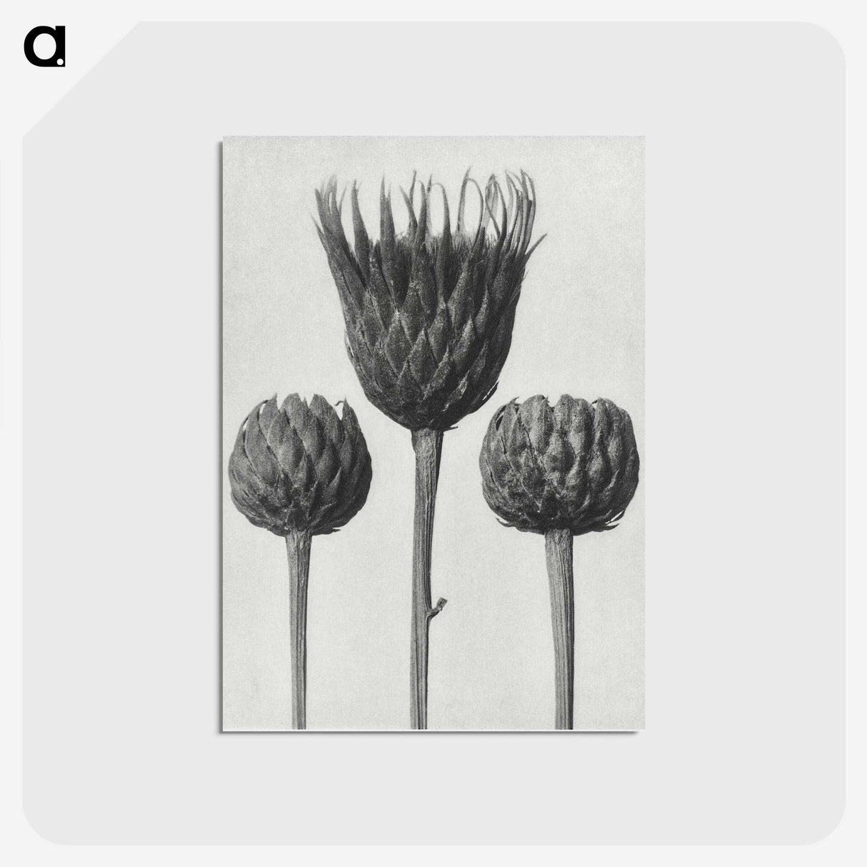 1-10_Karl-Blossfeldt_postcard