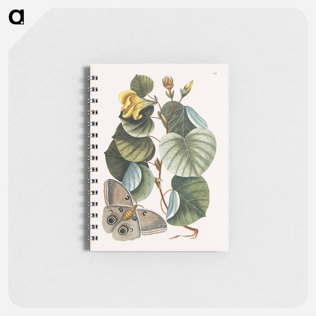 アートメモ帳-Mano Tree
- マーク ケイツビー Memo.