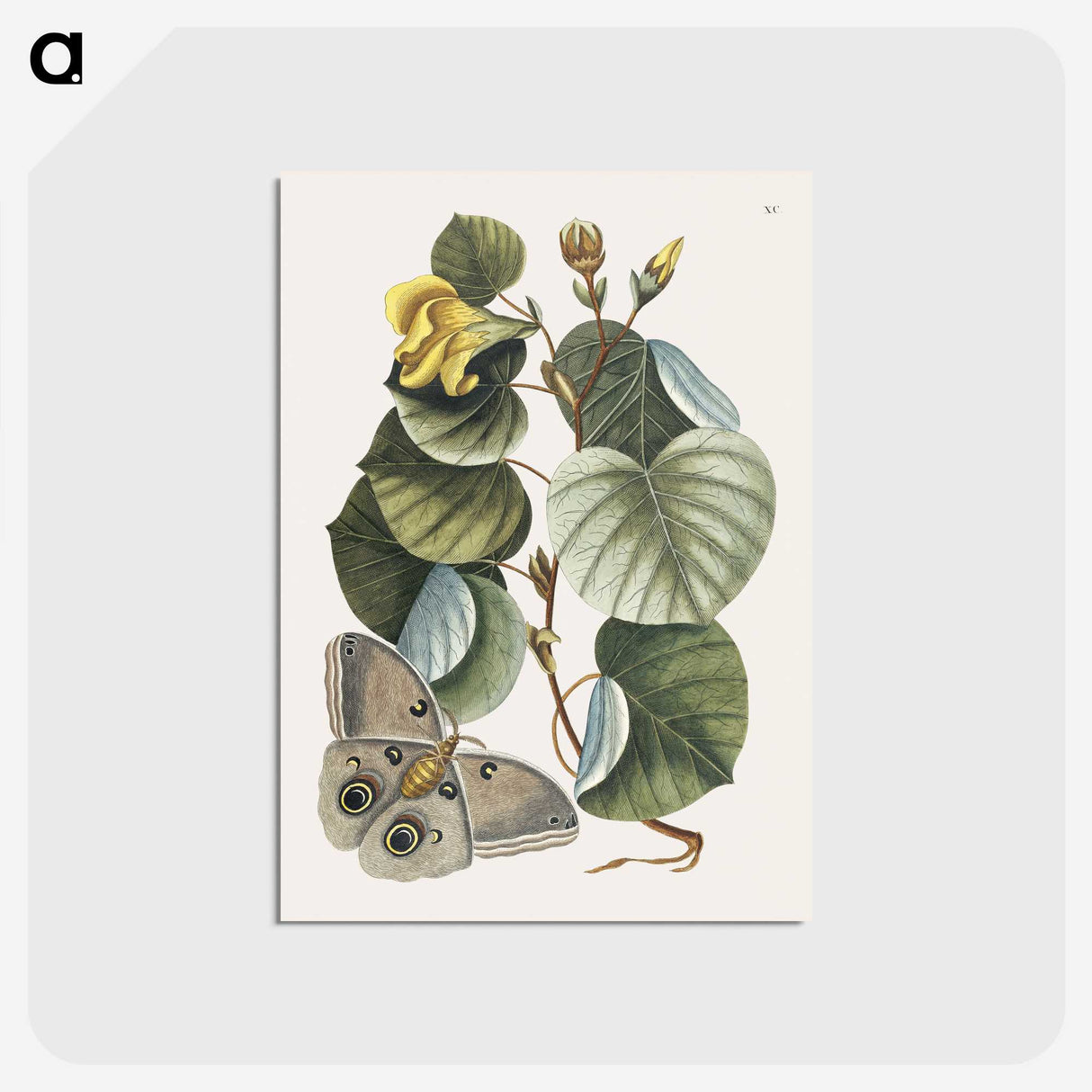 1-10_Mark-Catesby_postcard