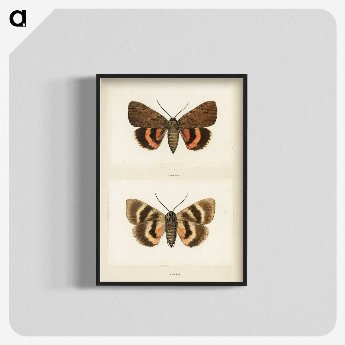1-10_Moths-and-Butterflies-of-the-United-States_blk-crop
