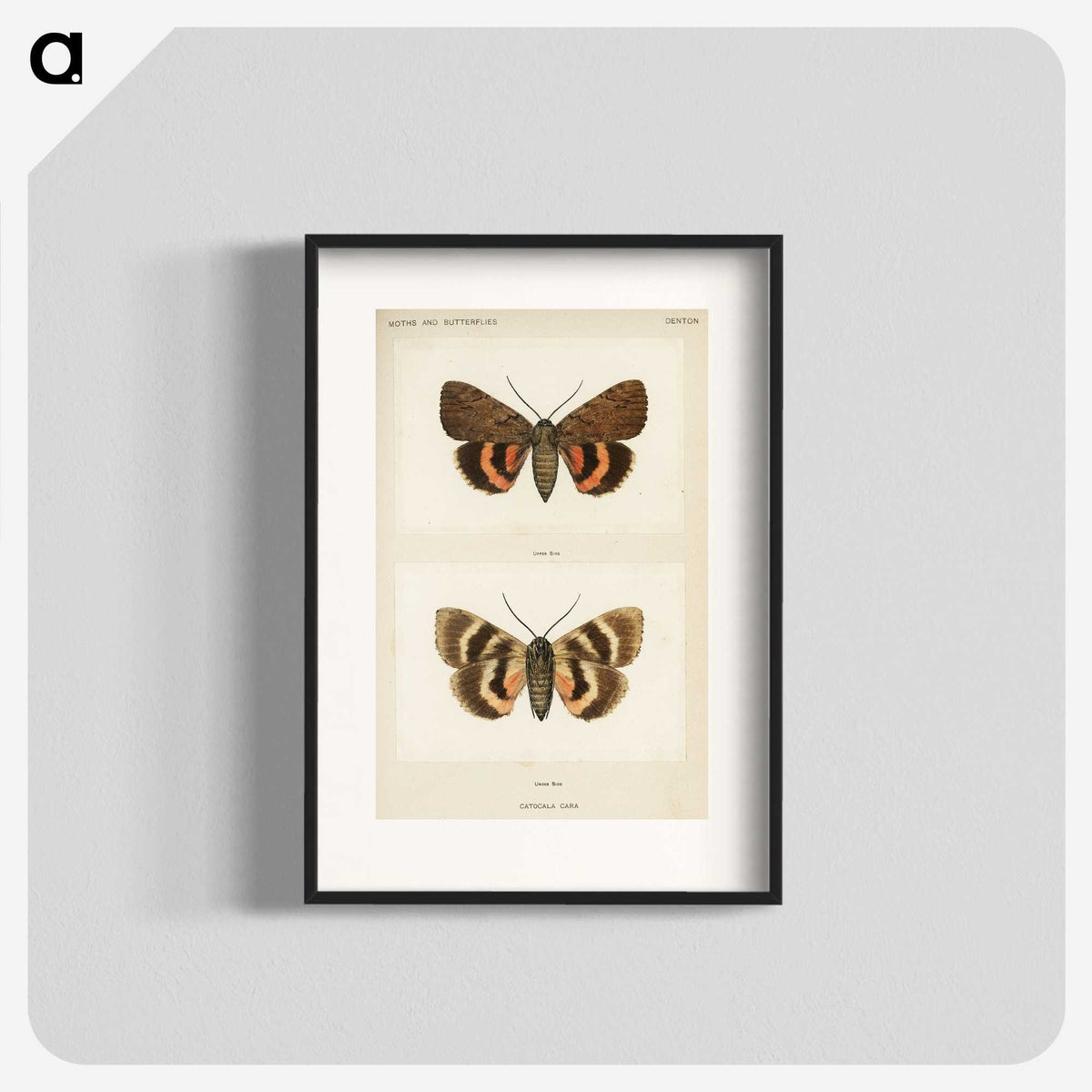 1-10_Moths-and-Butterflies-of-the-United-States_blk