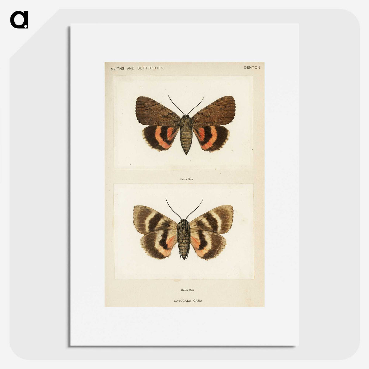 1-10_Moths-and-Butterflies-of-the-United-States_picture