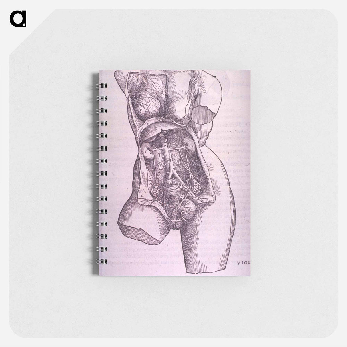 アートメモ帳-Gastrointestinal and Reproductive System Plate
- 国立医学図書館 Memo.