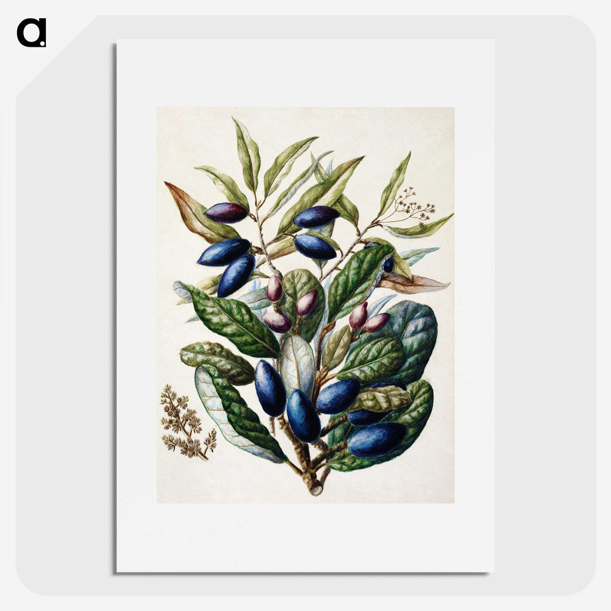 1-10_Native-Flowering-Plants-of-New-Zealand_picture