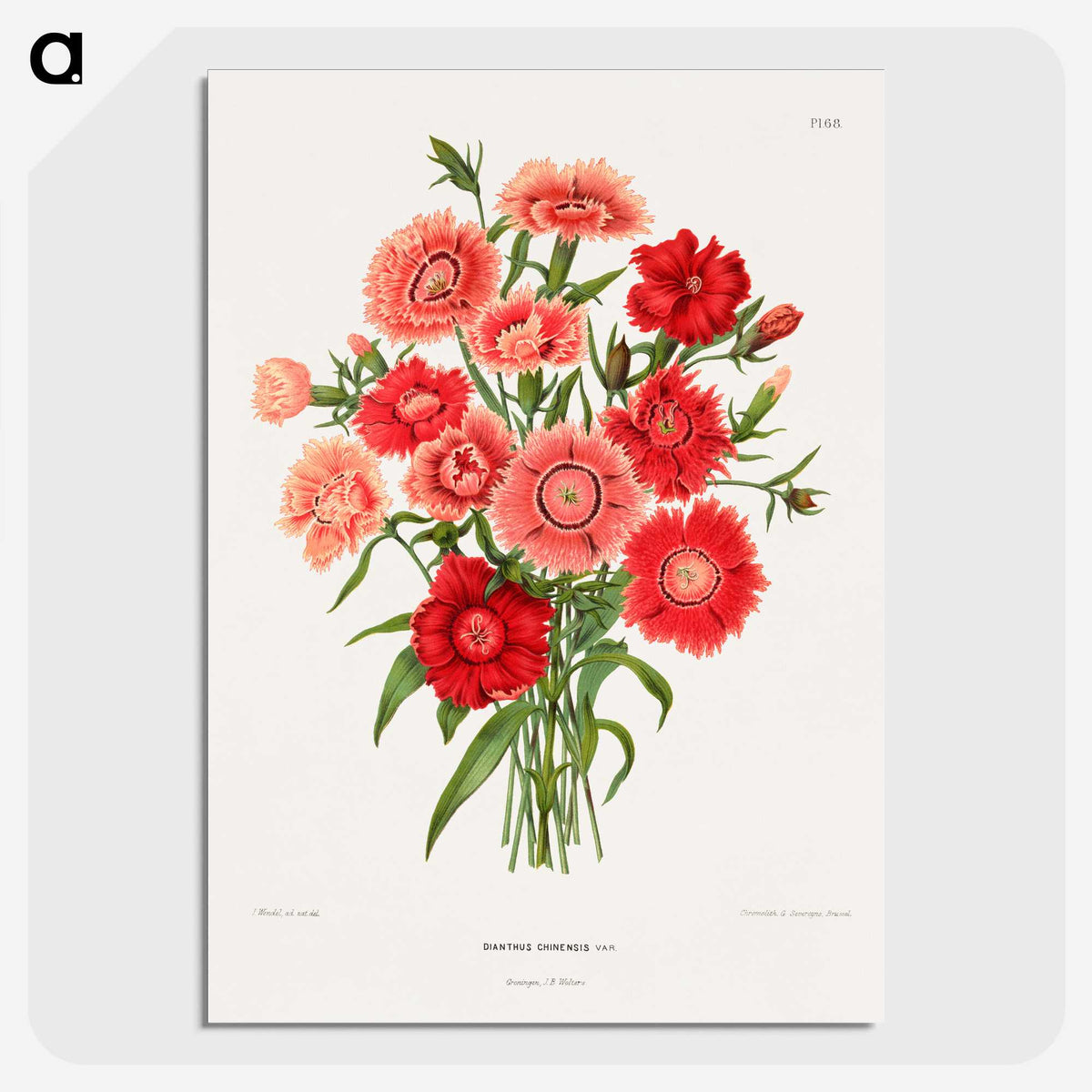 1-10_Nederlandsche-Flora-en-Pomona_picture-crop