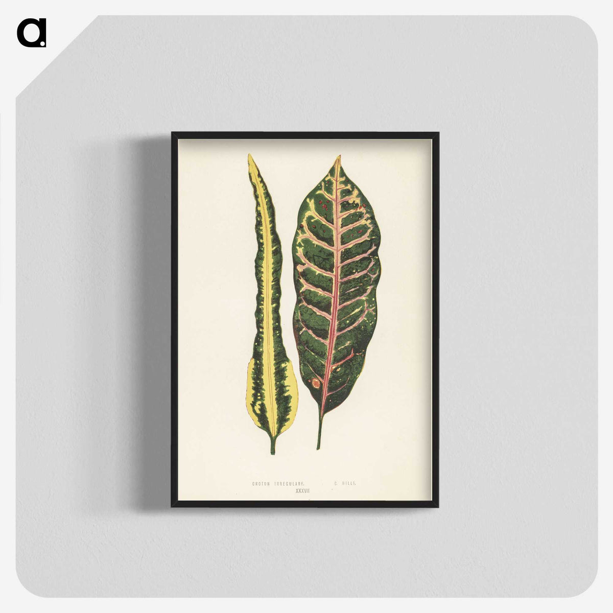 1-10_New-and-Rare-Beautiful-Leaved-Plants_blk-crop