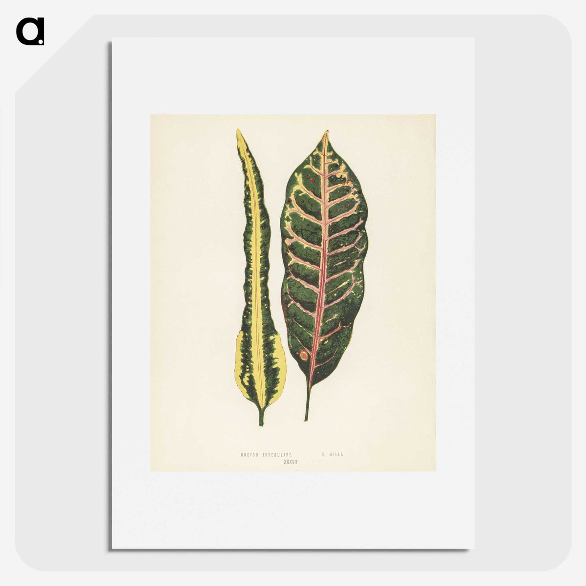 1-10_New-and-Rare-Beautiful-Leaved-Plants_picture