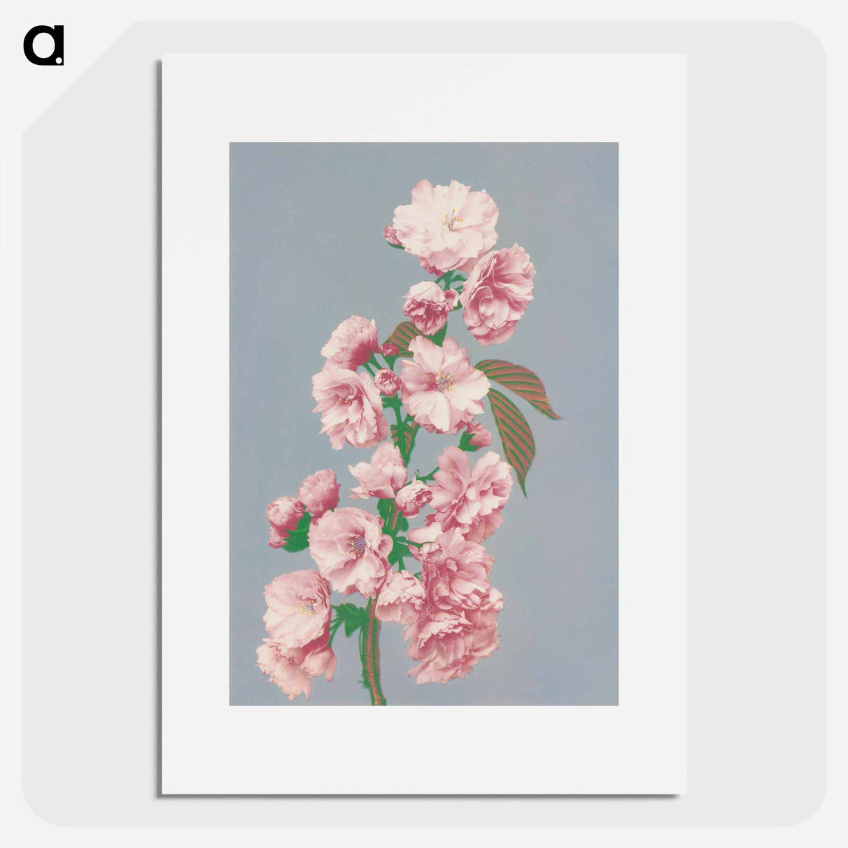 アートポスター-Cherry Blossom - 小川 一正 Poster.