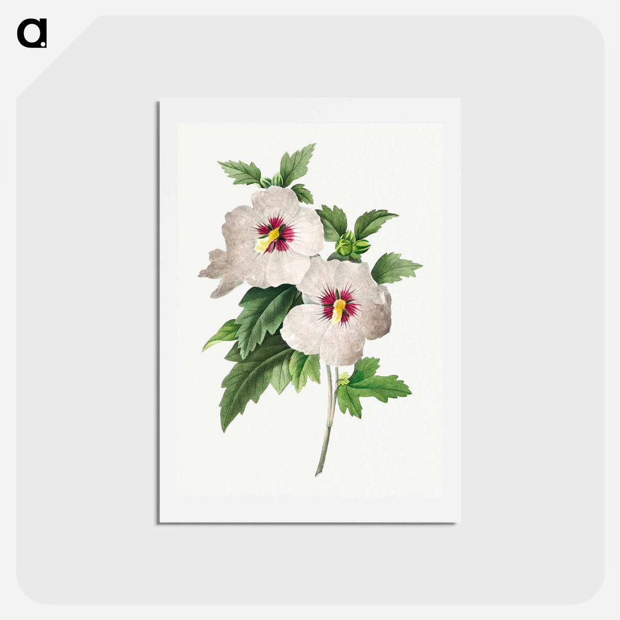 アートポストカード-Hibiscus - ピエール ジョゼフ ルドゥーテ Postcard.