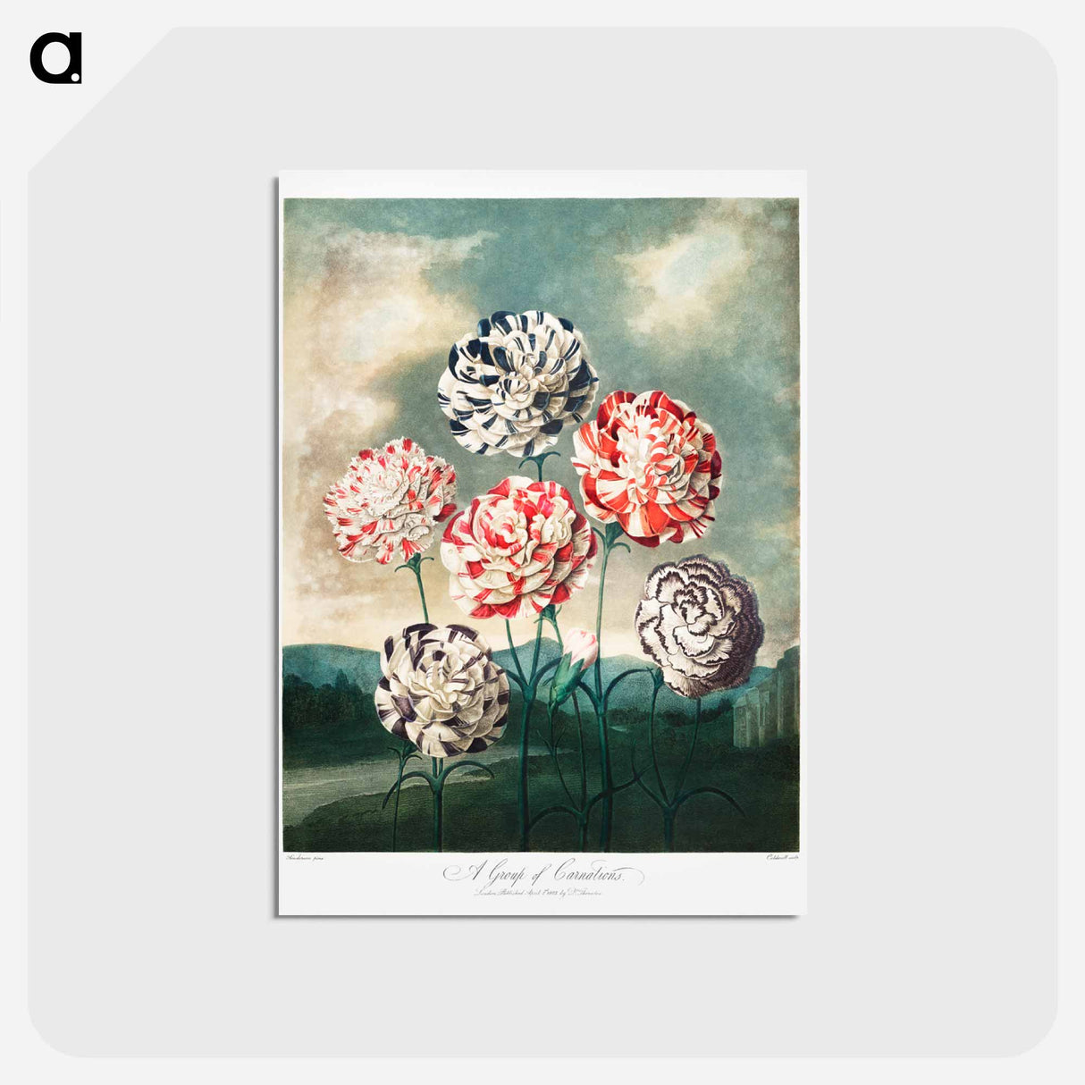 アートポストカード-Carnations from The Temple of Flora
- ロバート ジョン ソーントン Postcard.