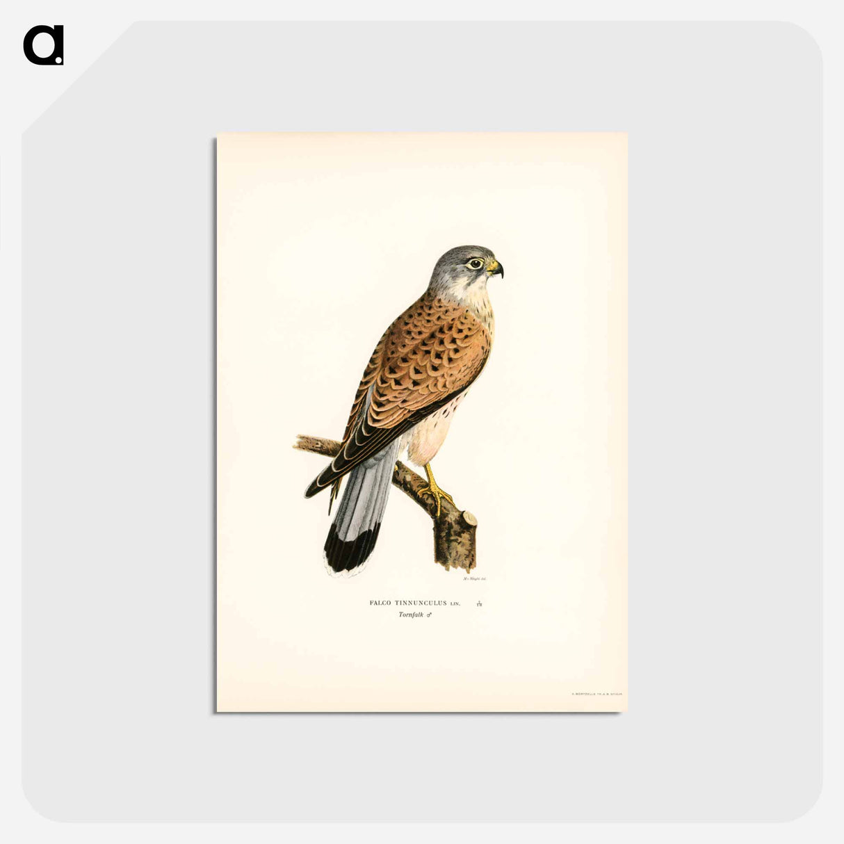アートポストカード-Common Kestrel
- スヴェンスカ フォグラル Postcard.