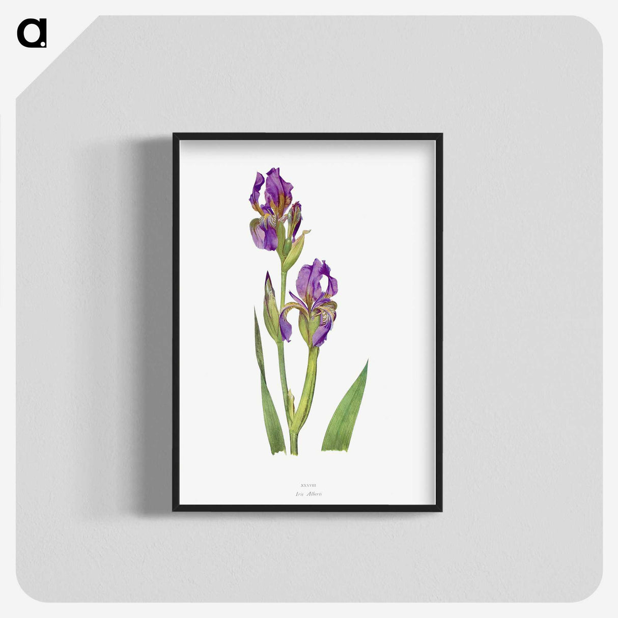 1-10_The-Genus-Iris_blk-crop