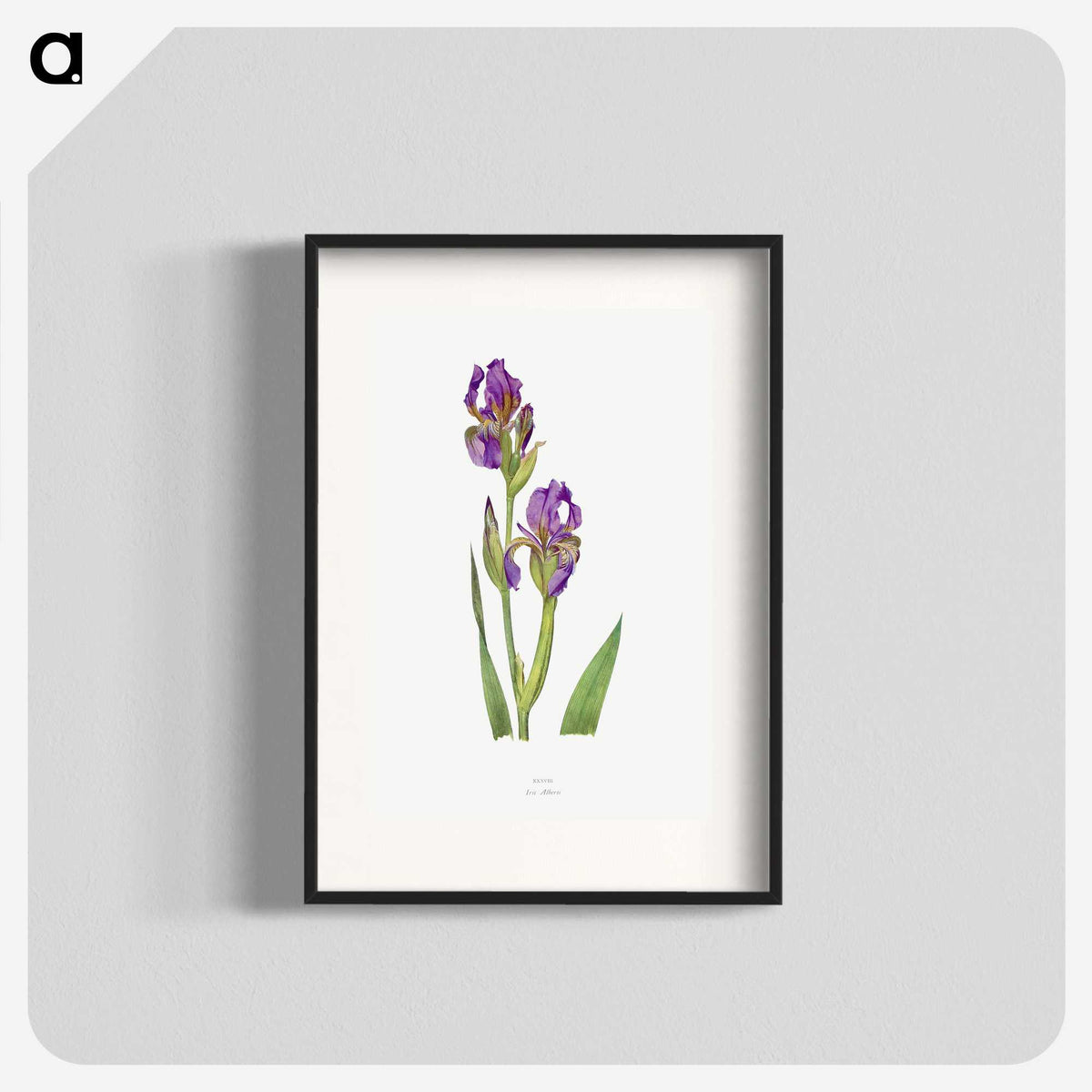 1-10_The-Genus-Iris_blk