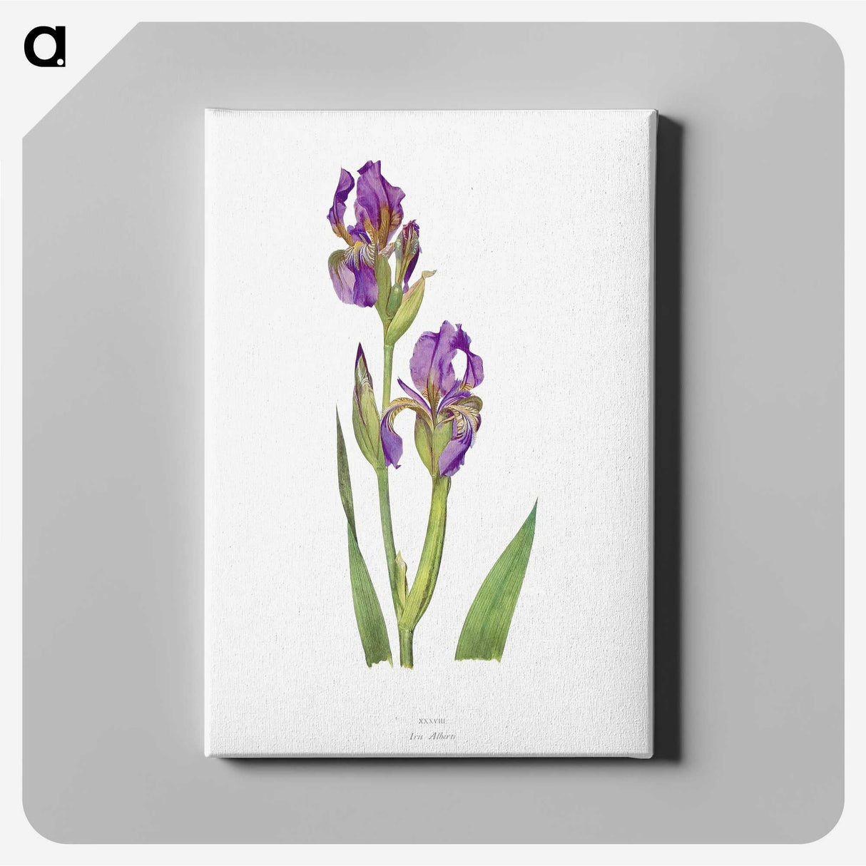 1-10_The-Genus-Iris_canvas