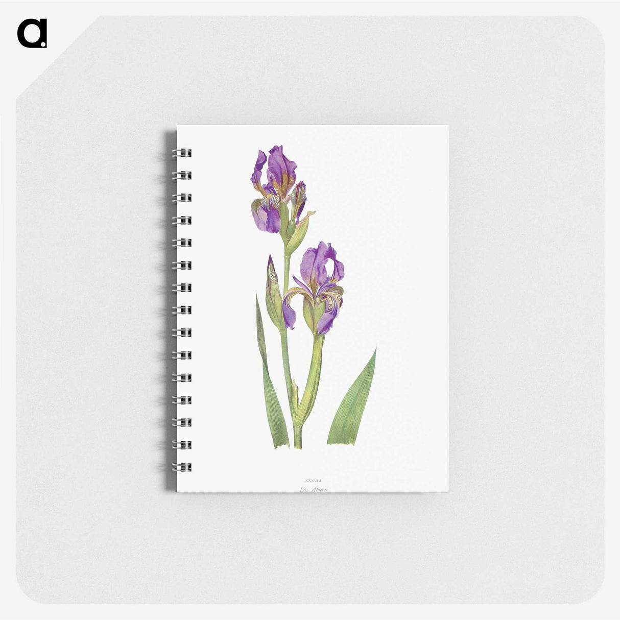 1-10_The-Genus-Iris_memo