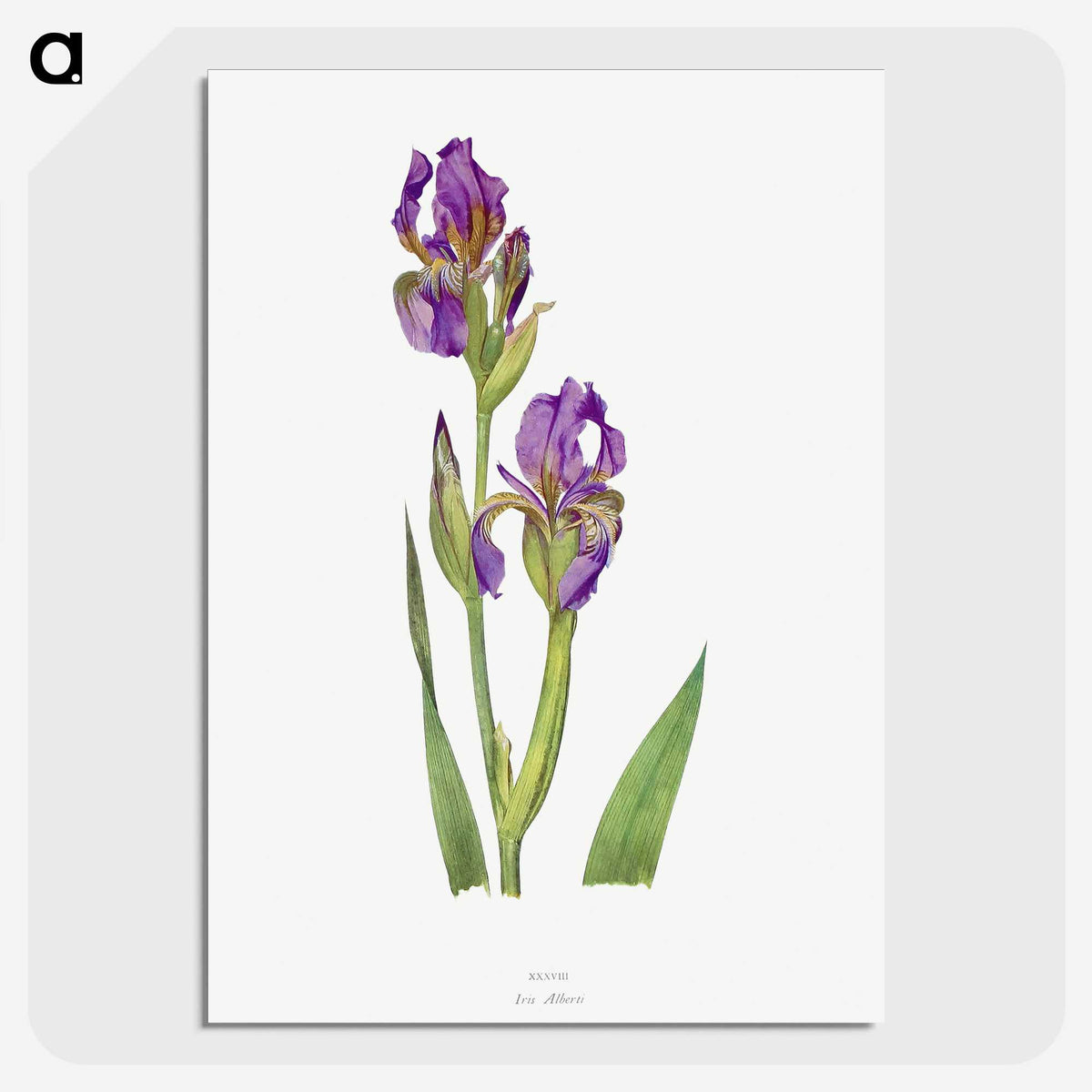 1-10_The-Genus-Iris_picture-crop