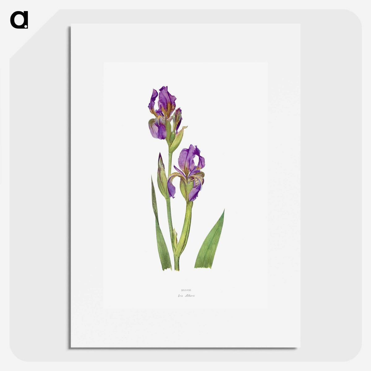 1-10_The-Genus-Iris_picture